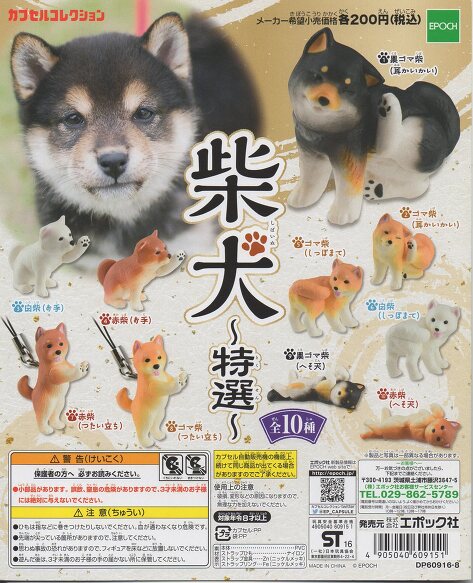 Amazon.co.jp: Mr.Z 1/6 サイズ 柴犬 シバイヌ 可愛い 滑稽 犬